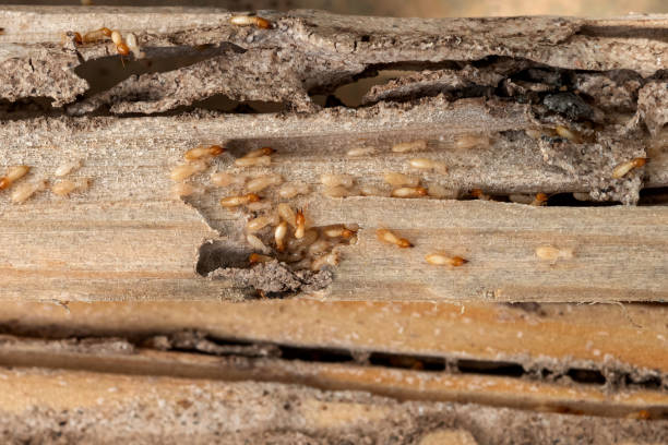 Best Emergency Pest Control  in New Haven, MO